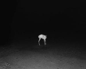 A photograph from "Jasper"